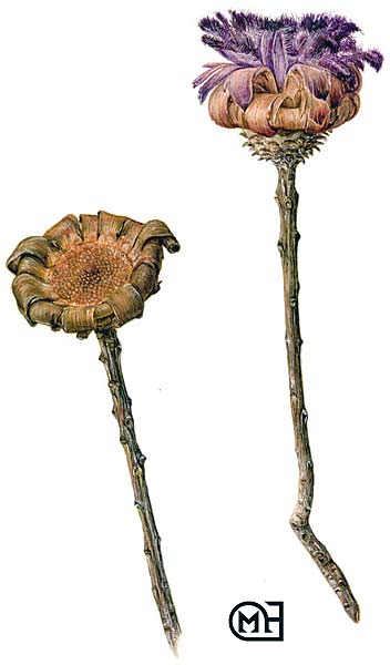Nerifolia large