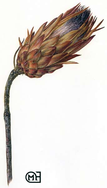 Longifolia