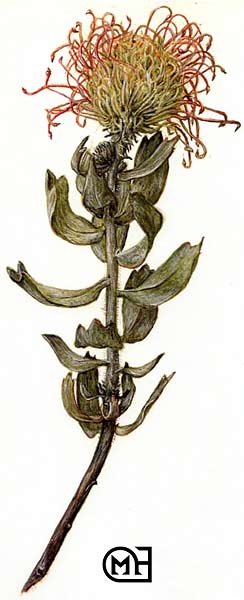 Banksia ciccinea