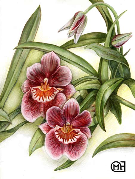 orchidej Miltonia Saus Famille