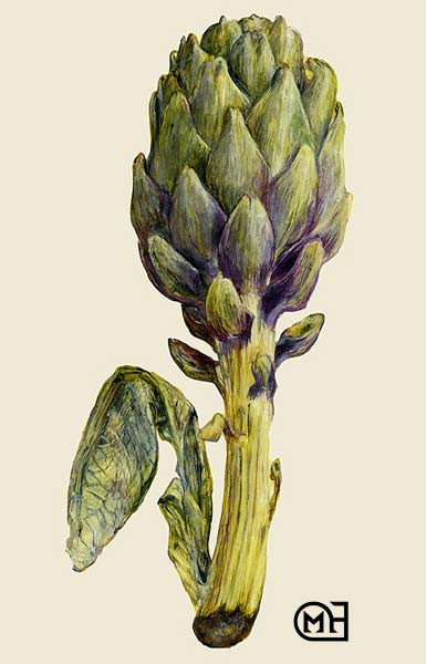 Cynara scolymus
