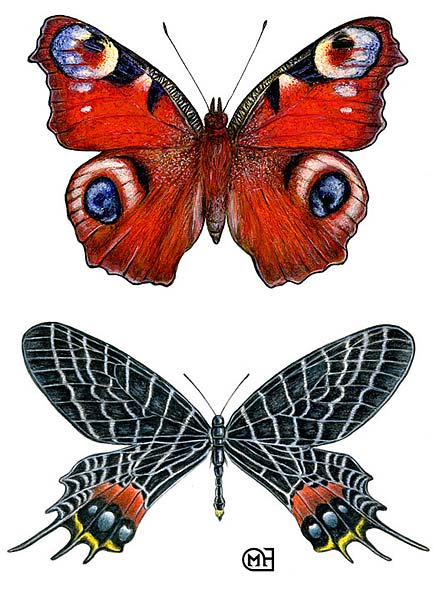 Inachis io, Blutanitis lidderdalei