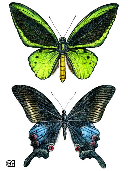 Ornithoptera priamus, Papilio arcturus