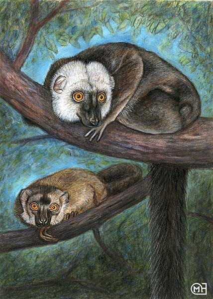 lemur blohlav